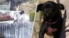 Video Shows Man Tossing Caged Puppy Into Tujunga Wash