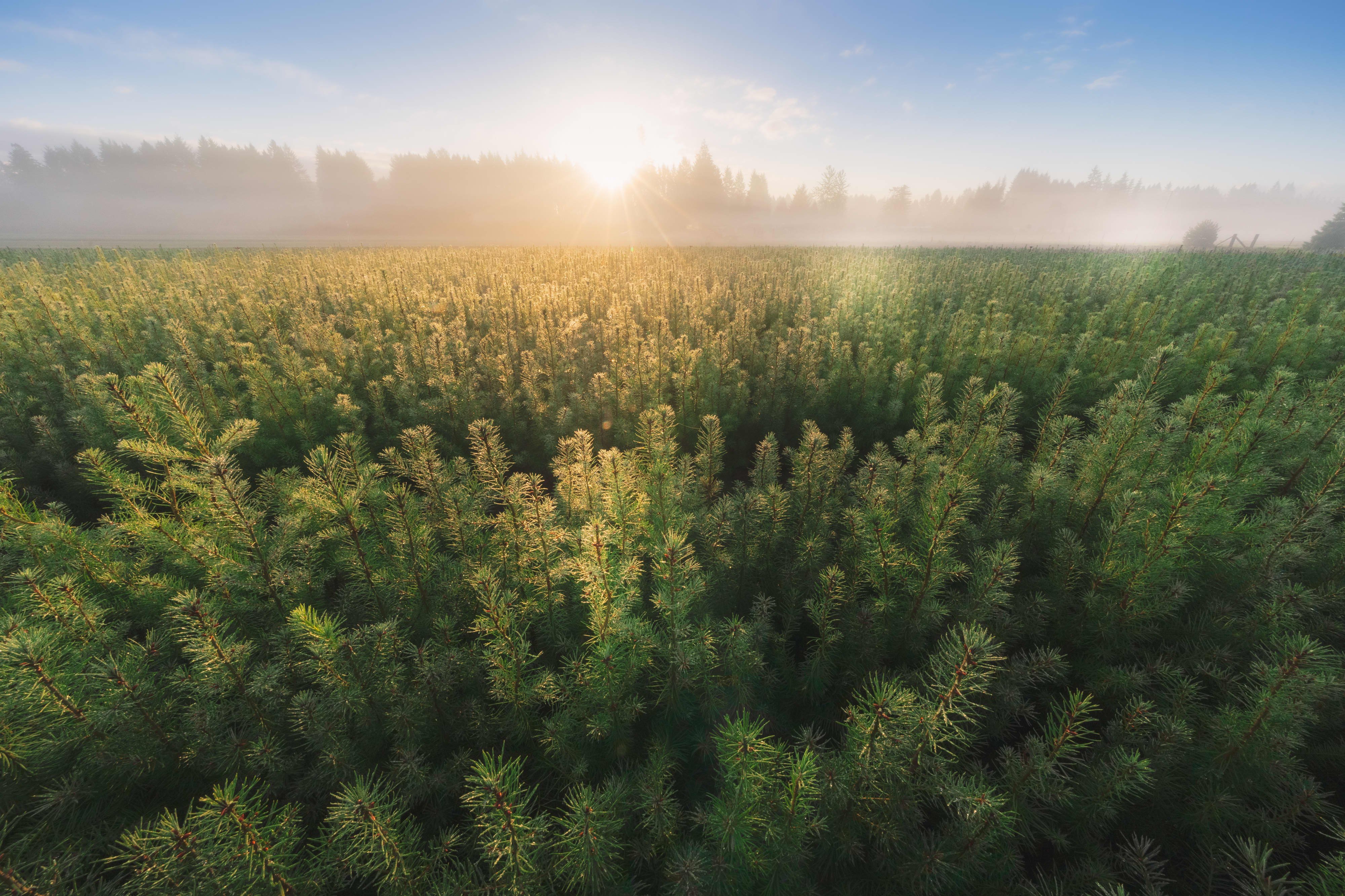 Mast Reforestation Is Using Drones, Nurseries and Carbon Offsets to Revitalize Land After Wildfires - Vimarsana News