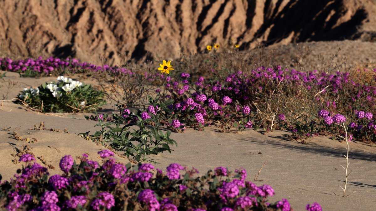An Unusual 'Superbloom' is Happening in the Anza-Borrego Desert State Park. Here's Why - Vimarsana News