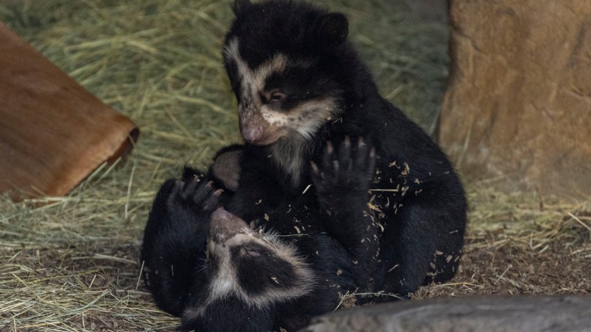 Two Andean bear cubs play together at the San Diego Zoo. (San Diego Zoo Wildlife Alliance)