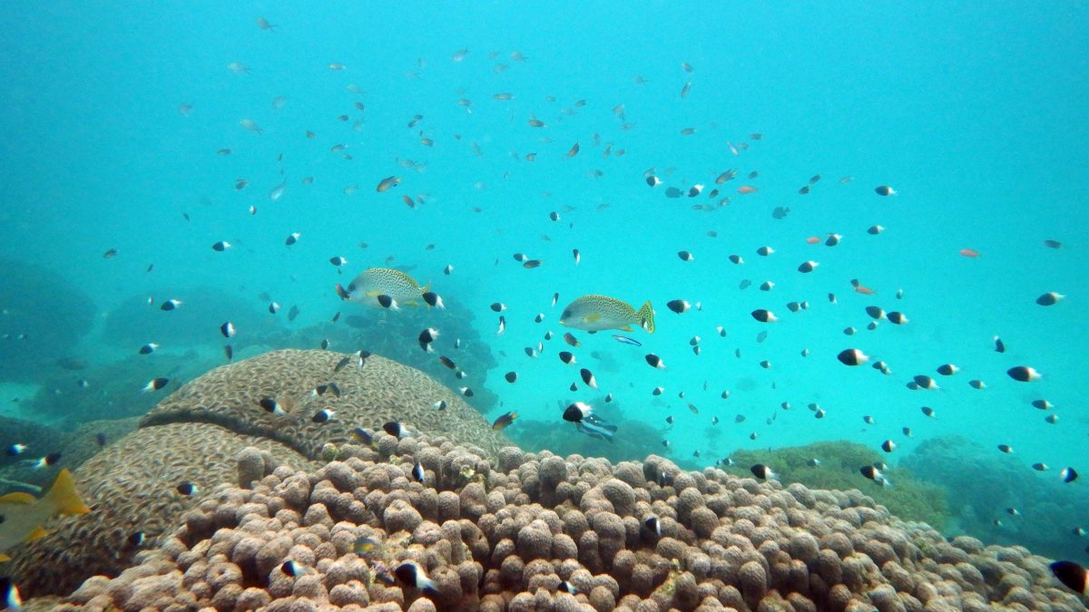 U.N. Creates Treaty to Protect Marine Life on High Seas – NBC 7 San Diego - Vimarsana News