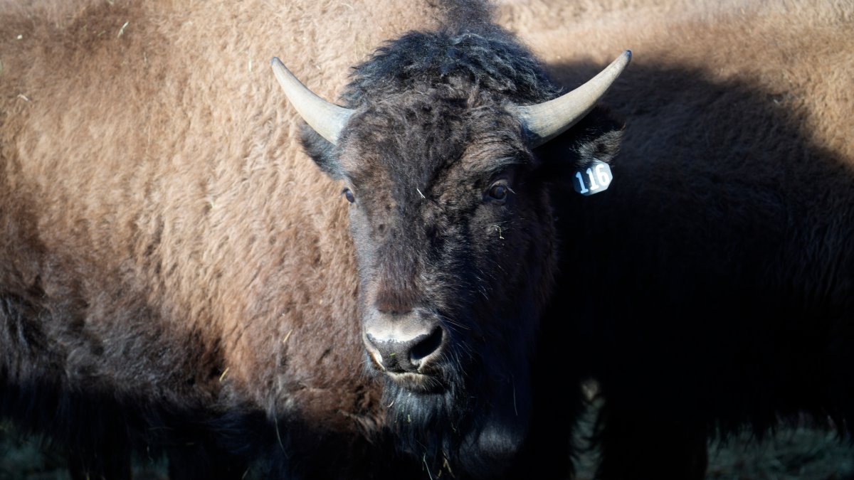 US Reintroduces Bisons to Native Lands in Oklahoma, Colorado – NBC 7 San Diego - Vimarsana News