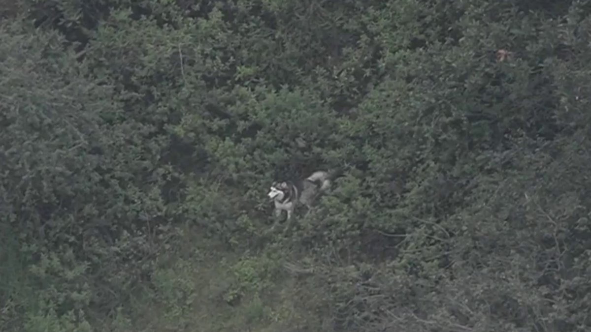 hiking with huskies