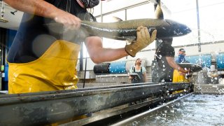 A fishery technician places a tagged Chinook Salmon into a chute to return it to the river at the California Department of Fish and Wildlife (CDFW)