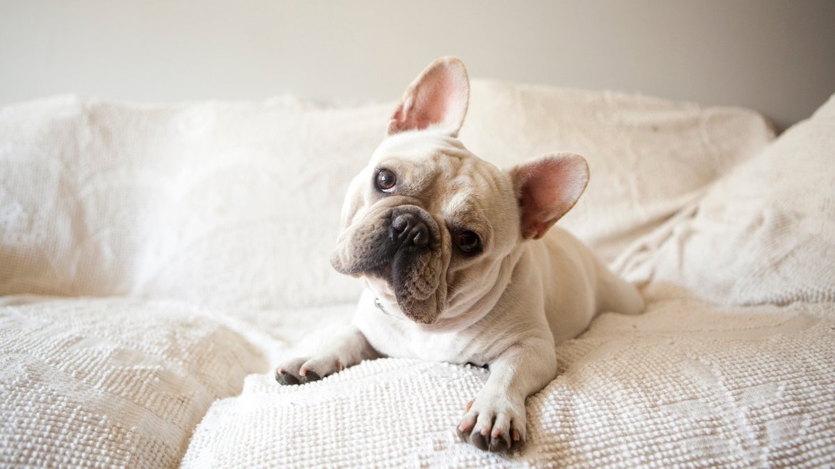 America Kennel Club Announces Most Popular Dog Breed in US – NBC 7 San Diego - Vimarsana News