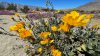 An Unusual Bloom is Happening in the Anza-Borrego Desert State Park. Here's Why