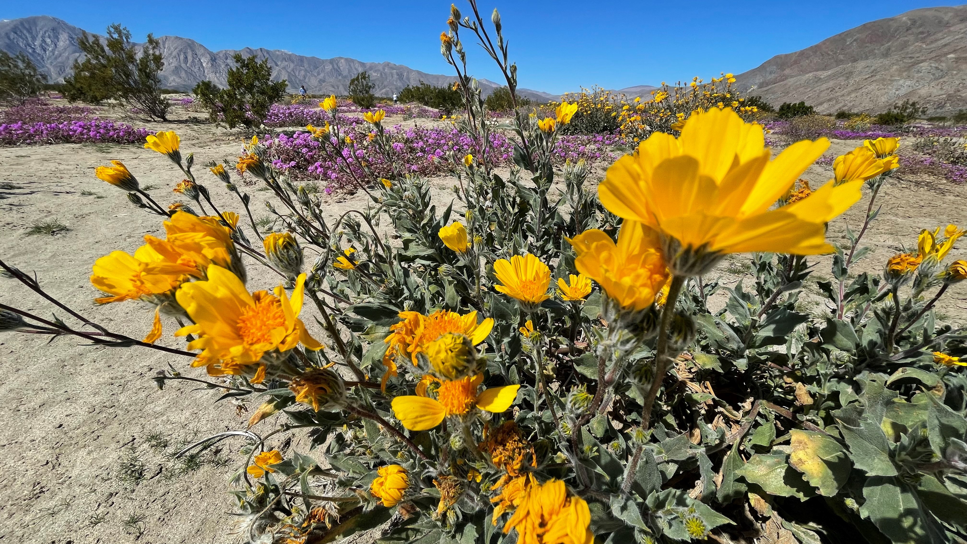 An Unusual 'Super Bloom' is Happening in the Anza-Borrego Desert