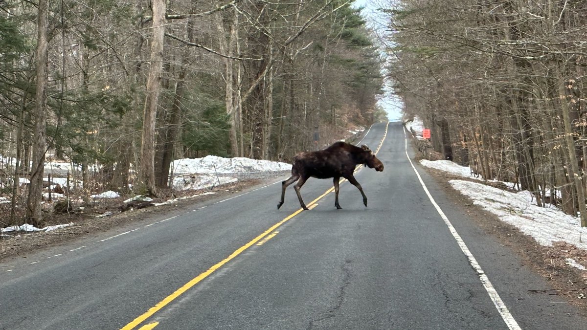Two Moose Caught on Camera in Connecticut NBC 7 San Diego