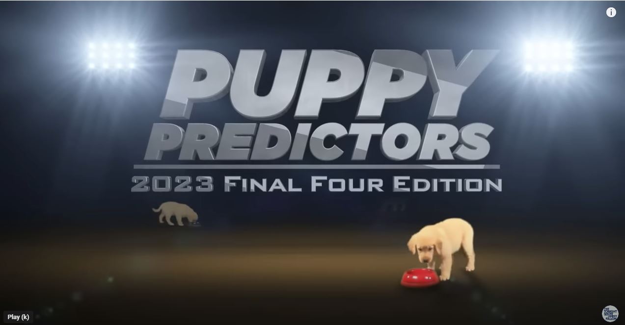 Jimmy fallon best sale puppy bowl