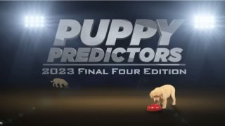 Puppy Predictions on "The Tonight Show With Jimmy Fallon."