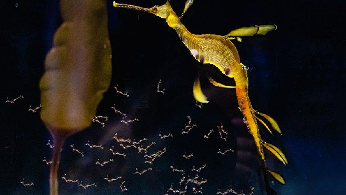Birch Aquarium Welcomes 70+ Hatchlings of Weedy Seadragons – NBC 7 San Diego - Vimarsana News