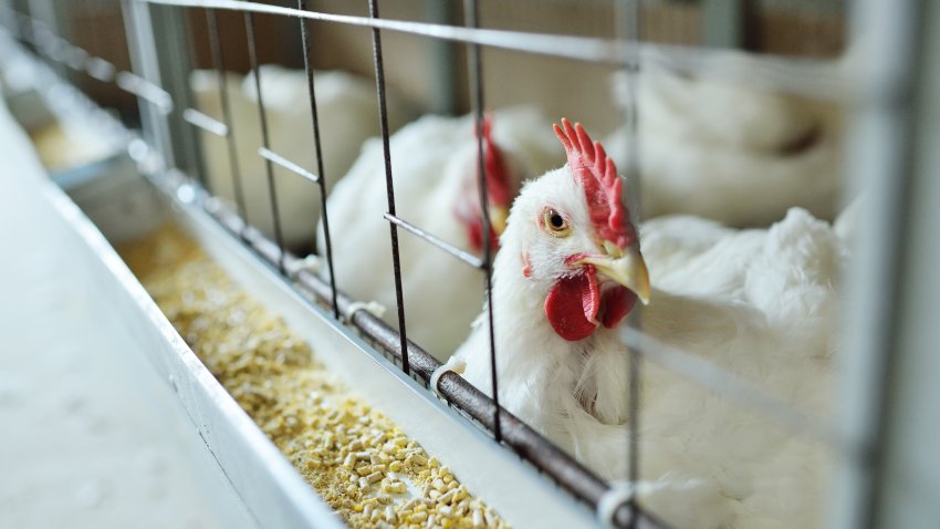 broiler chickens eat food close-up on a poultry farm. Food industrial production of chickens.