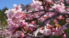 Tickled Pink: Storms Help Japanese Friendship Garden Bloom for Cherry Blossom Festival