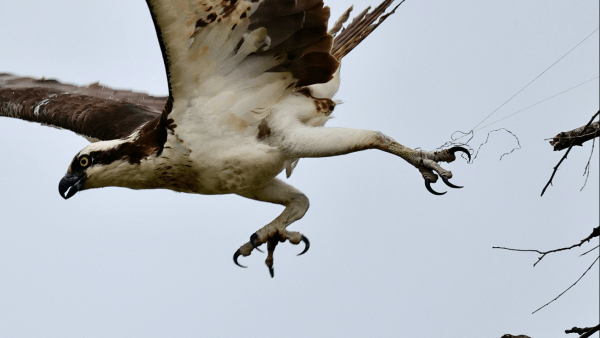 ospreys news