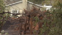 A large tree toppled in Mount Soledad on March 15, 2023.