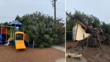 A tree came down on a playground at a kindergarten in Descanso on March 1, 2023.