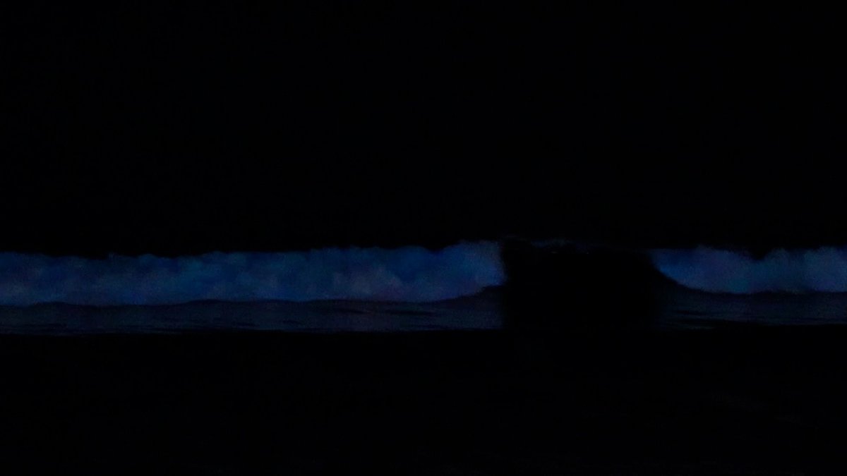 Blue Waves Are Back Bioluminescence Returns to San Diego Beaches NBC