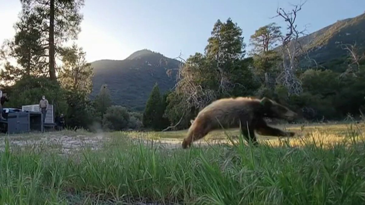 Rehabilitated Orphaned Bear Cubs Released Into the Wild – NBC 7 San Diego