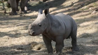 A rhino calf born at Safari West