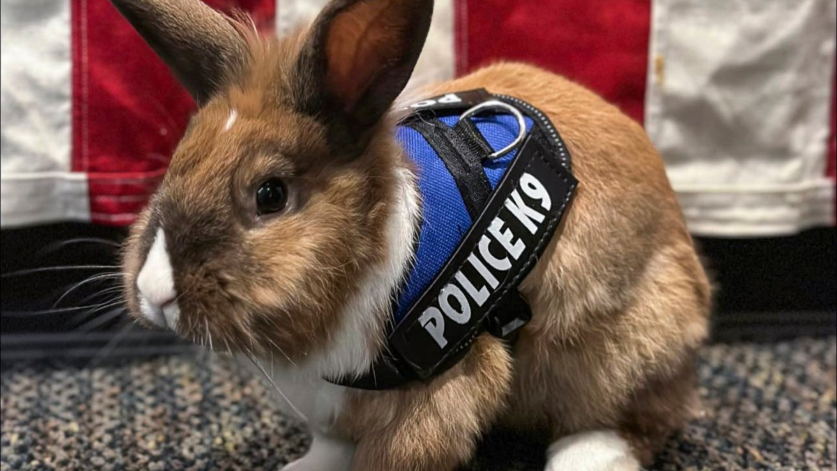 California Police Department Hires Bunny as Officer – NBC 7 San Diego - Vimarsana News