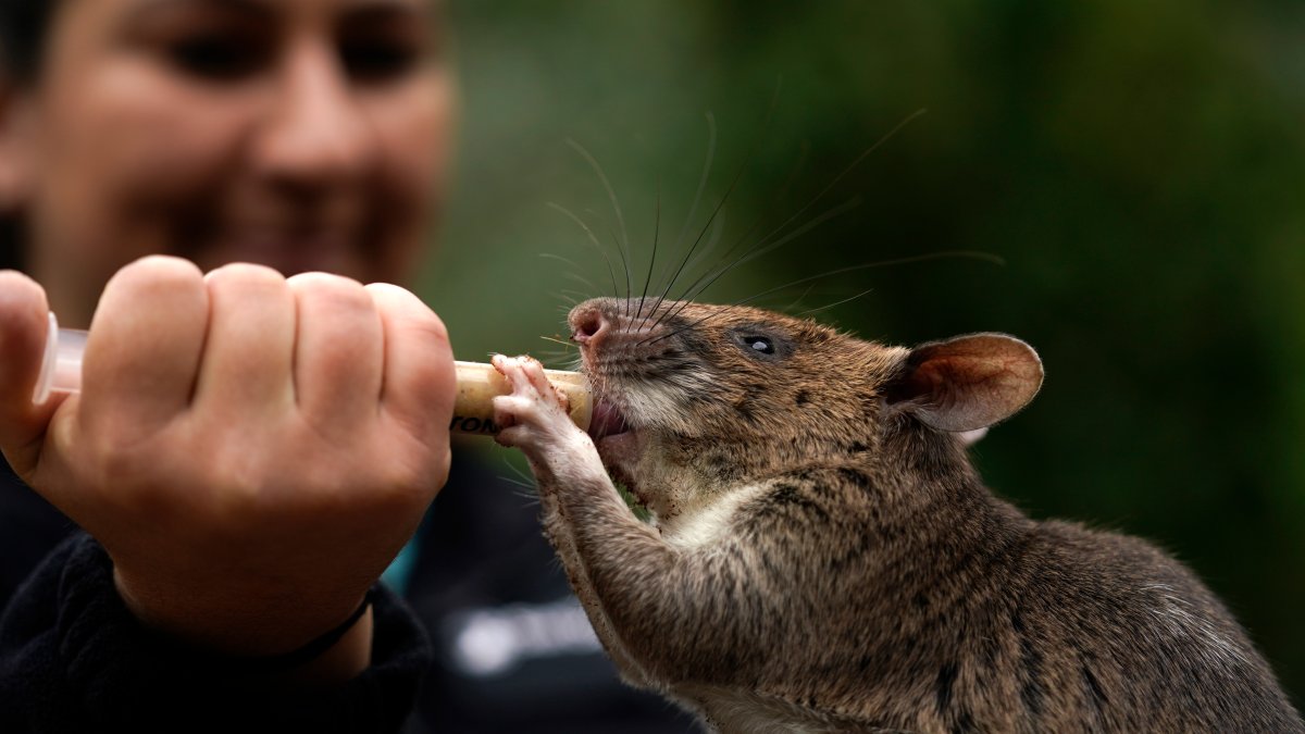 Rat Ambassadors Show Off Abilities to Help Humans, Wildlife – NBC 7 San  Diego