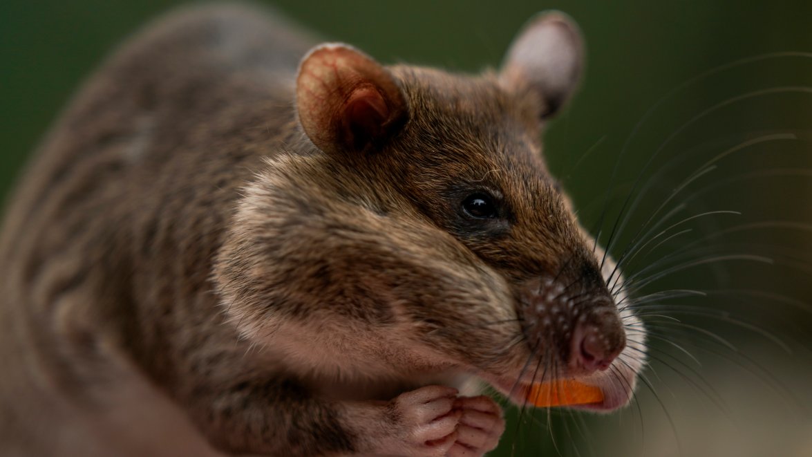Rat Ambassadors Show Off Abilities to Help Humans, Wildlife – NBC 7 San ...