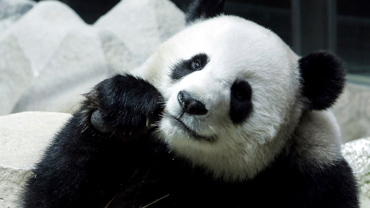 Giant Panda Lin Hui Dies in Thailand – NBC 7 San Diego - Vimarsana News