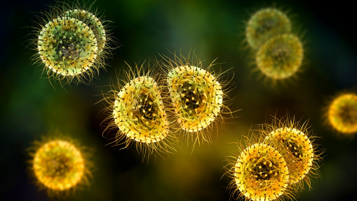 A Look at Bacterial Meningitis After Teacher's Death – NBC 7 San Diego - Vimarsana News
