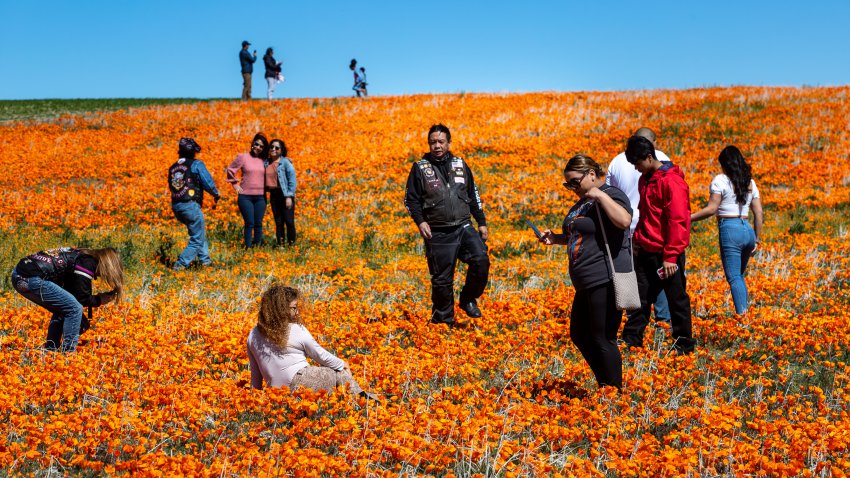 LANCASTER, CA – APRIL 2:  Following record winter rains, colorful poppies and other wildflowers have exploded on this high desert landscape near the Antelope Valley California Poppy Rreserve, located one hour north of Los Angeles, on April 2, 2023, near Lancaster, California. A California superbloom of wildflowers typically follows a year heavy rain and snow. (Photo by George Rose/Getty Images)