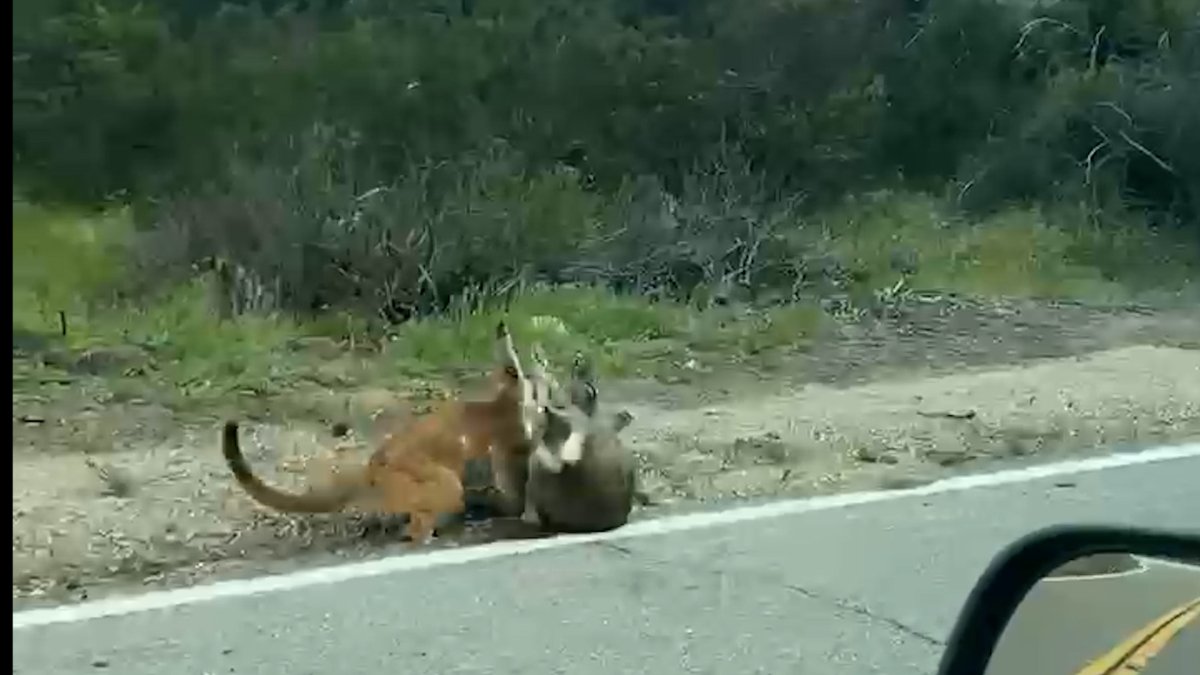 WATCH: 'Nah, I Wasn't Scared': Man Describes Mountain Lion Encounter in Alpine – NBC 7 San Diego - Vimarsana News