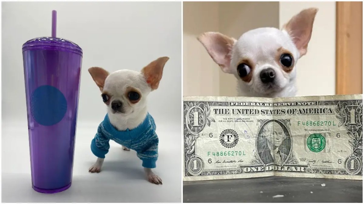 Guinness World Records Names Pearl as Shortest Living Dog – NBC 7 San Diego - Vimarsana News
