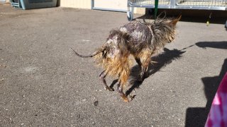 A dog with severe injuries who was found near Mayflower Dog Park on March 28, 2023.