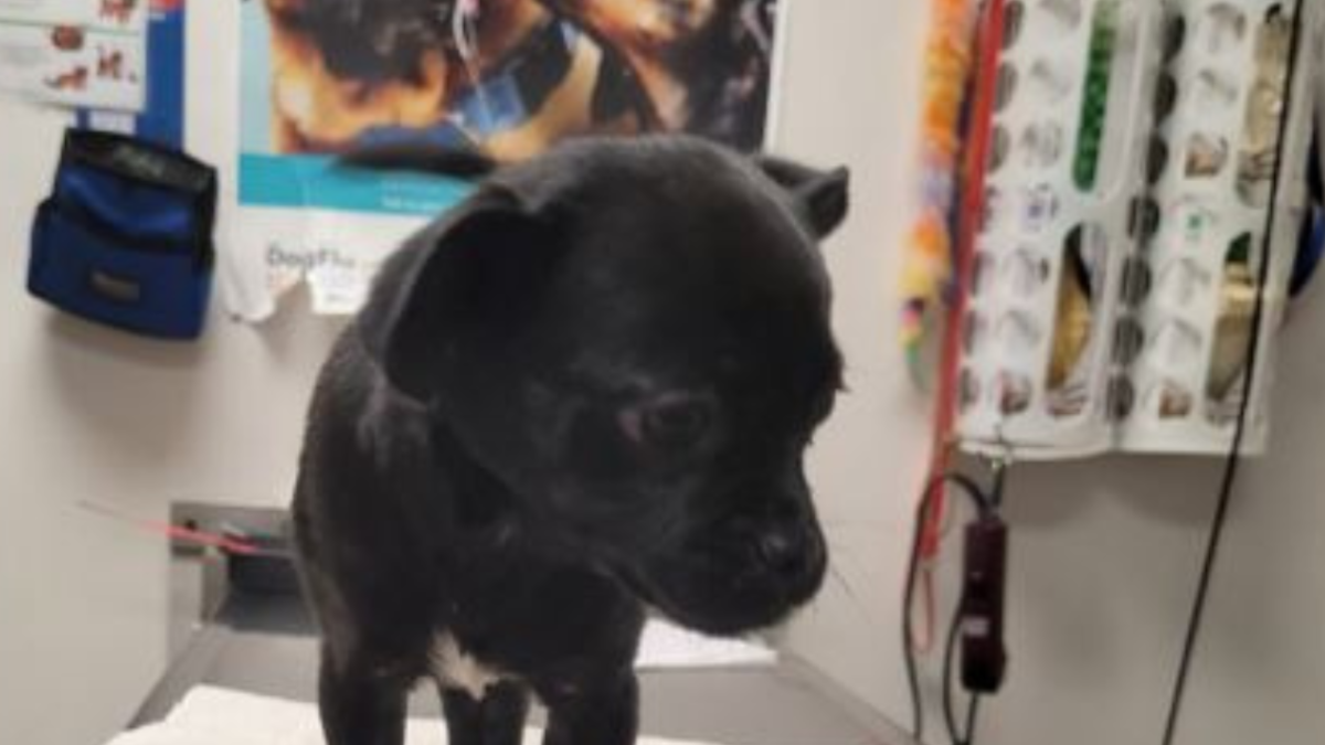 Man Arrested for Allegedly Tossing 2-Month-Old Puppy Over Tujunga Fence – NBC 7 San Diego - Vimarsana News