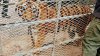 Bengal Tiger Found Abandoned at Tijuana, Mexico, Construction Site