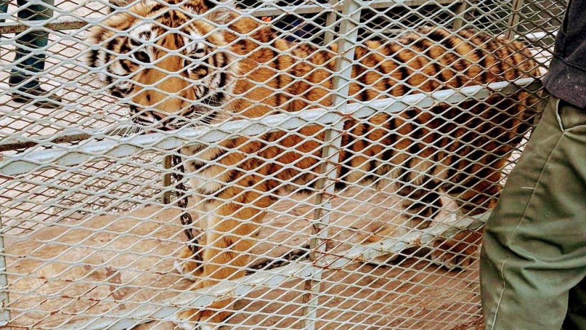 Bengal Tiger Found Abandoned at Tijuana, Mexico, Construction Site NBC 7 San Diego