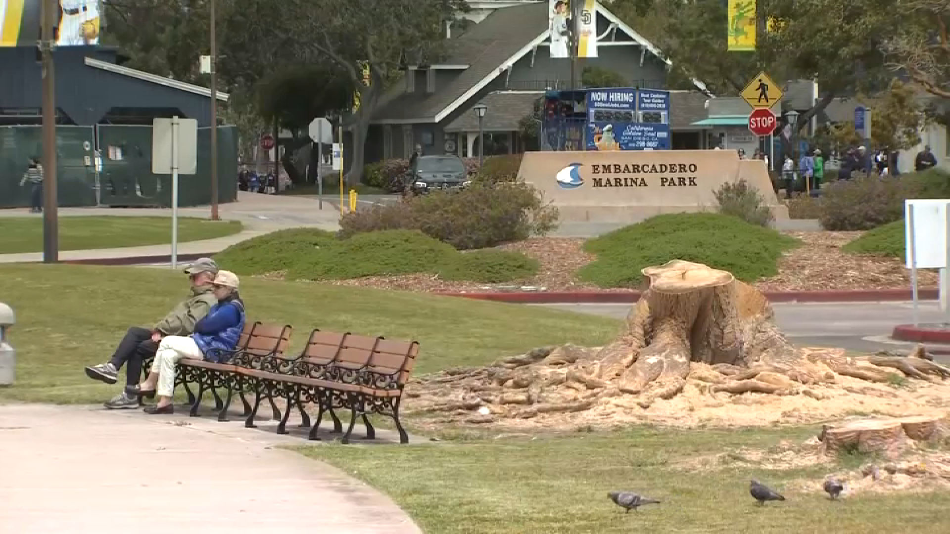 Stumps left behind after the Port of San Diego cut down dozens of coral trees around San Diego Bay.