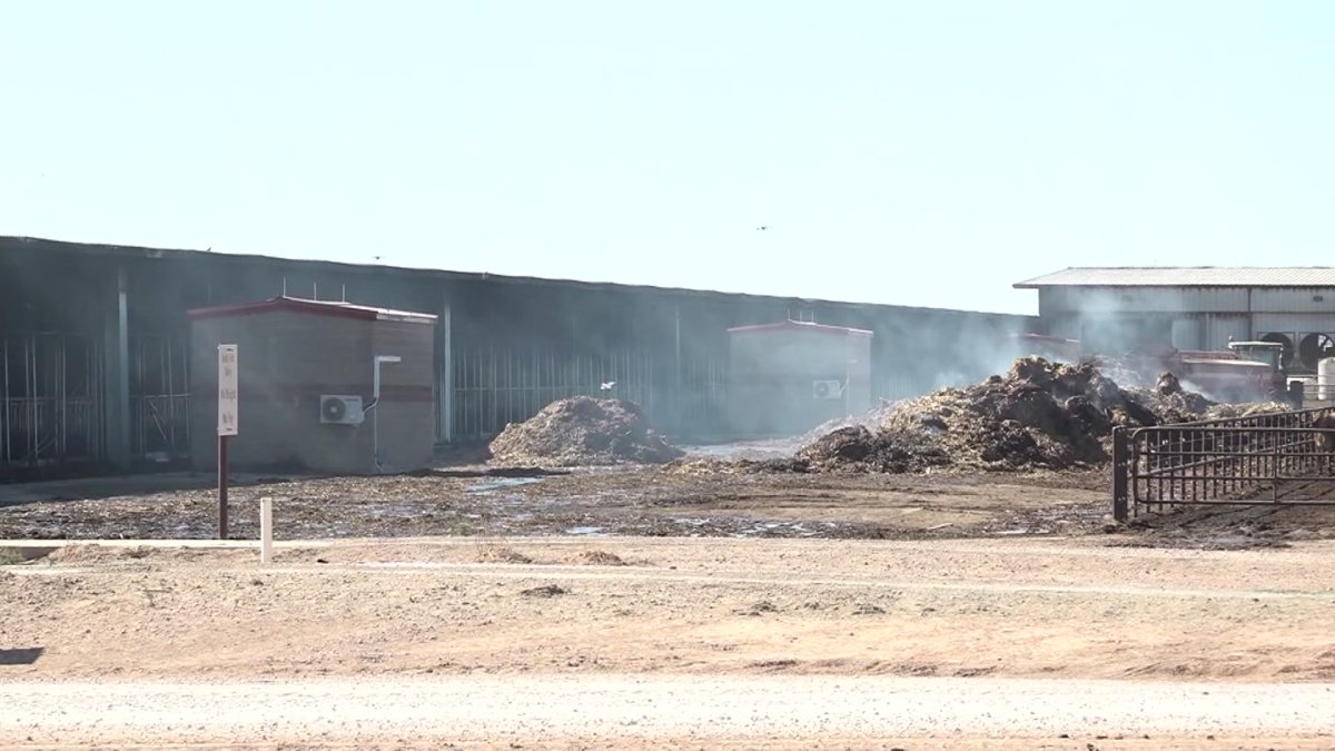 Nearly 20K Cows Killed, Worker Hurt in Explosion at Texas Farm – NBC 7