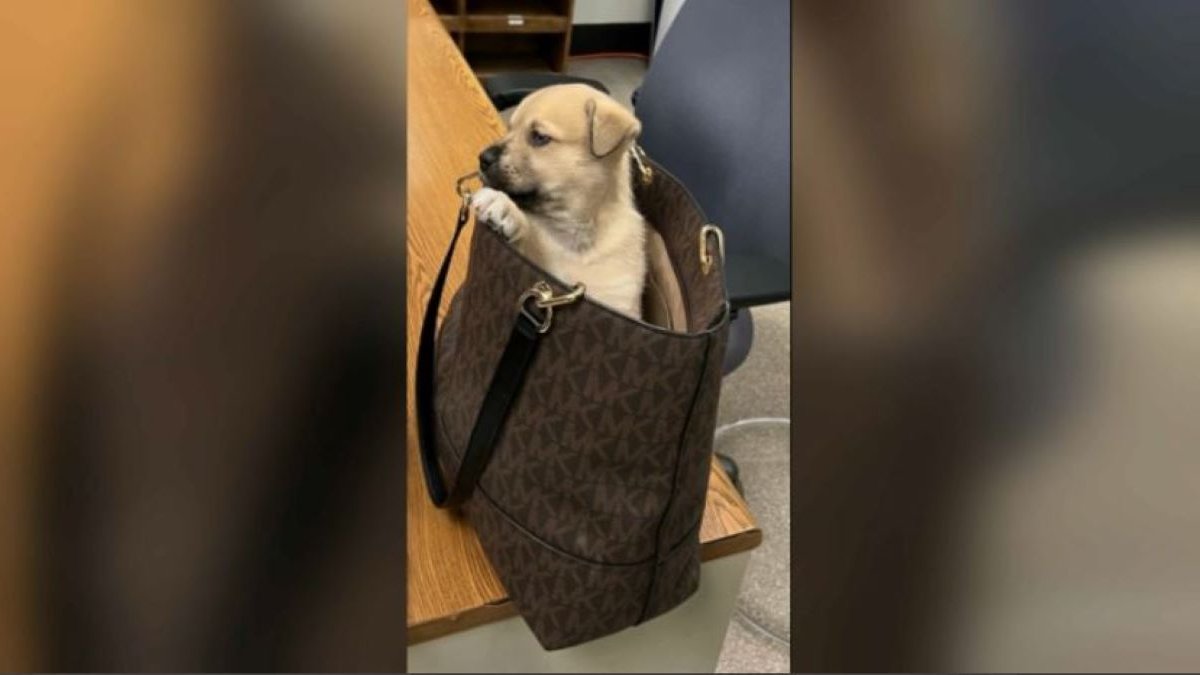 Puppy in Handbag Tossed From Vehicle During LA Chase – NBC 7 San Diego - Vimarsana News