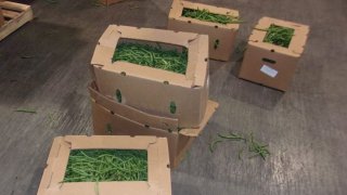 Fentanyl Hidden in Shipment of Green Beans in Otay Mesa: CBP  NBC 7 San  Diego