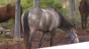 San Diego County Dept. of Animal Services Investigating Reports of Neglected Horses in Rancho Santa Fe