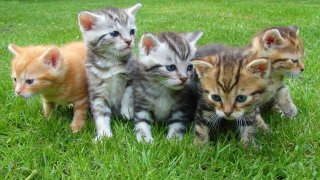 Kittens in a field