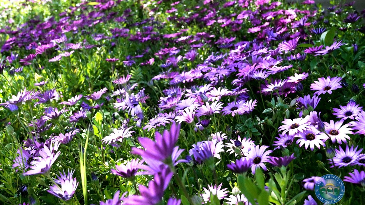 Where to See Wildflowers in Santa Clara County – NBC 7 San Diego - Vimarsana News