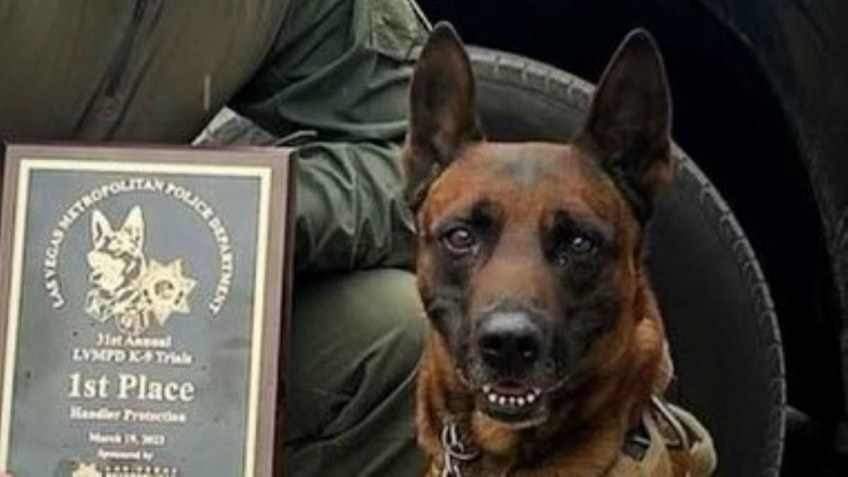 Riverside County Sheriffs K9 Killed In Perris Shootout Nbc 7 San Diego 