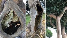 Photos from the Port of San Diego show decay on coral trees in (from L to R) Embarcadero Marina Park North, Spanish Landing Park and Chula Vista Bayfront Park.