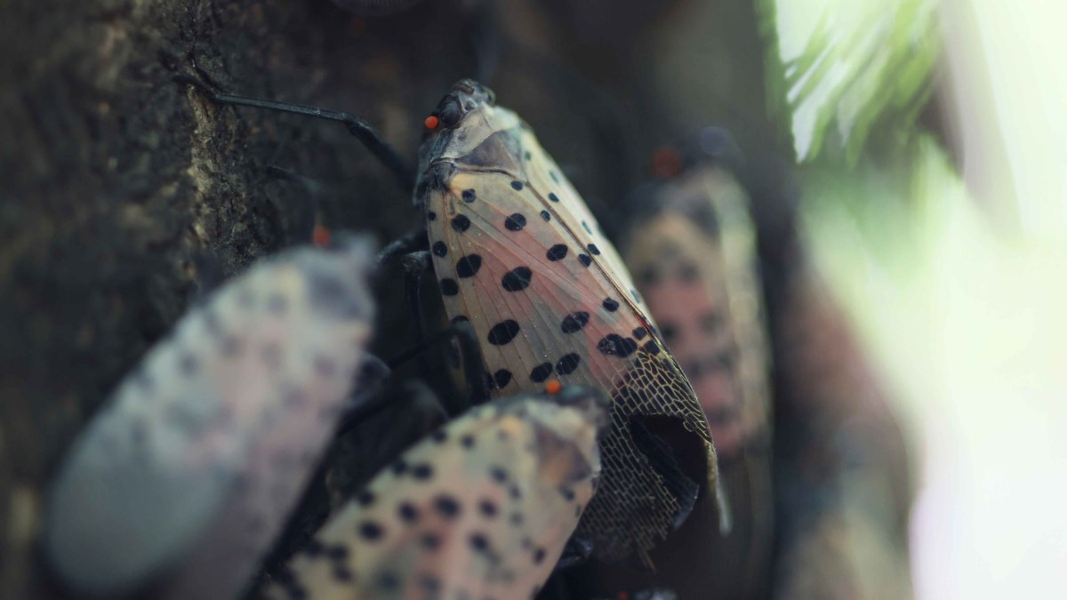 Researchers Using Dogs to Combat Spotted Lanternflies – NBC 7 San Diego - Vimarsana News