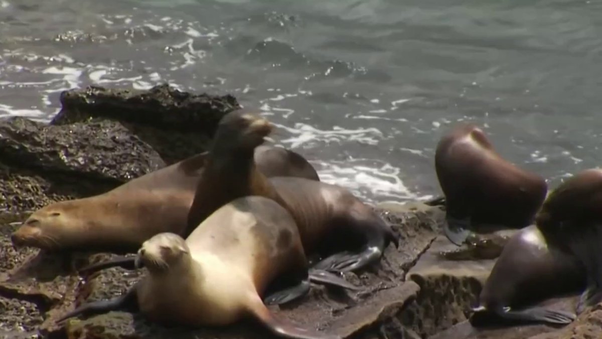 WATCH: Lifeguards Ask Girl to Leave La Jolla Cove Sea Lions Alone – NBC 7 San  Diego