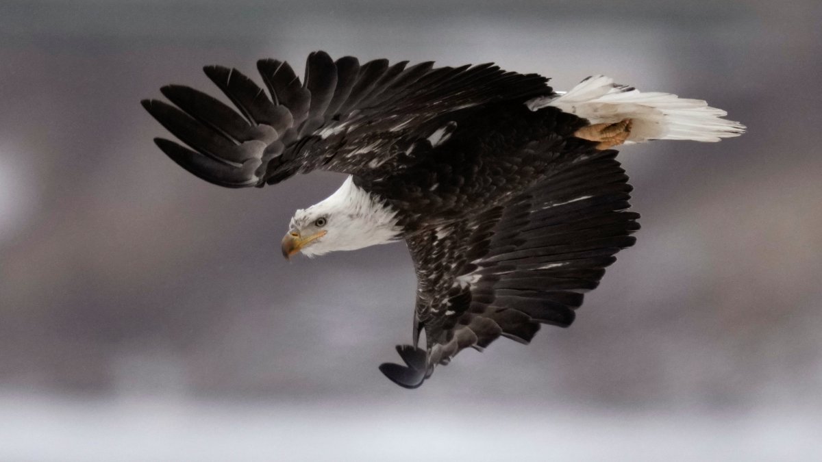 Authorities Offer Reward to Find Out Who Shot Bald Eagles – NBC 7 San Diego - Vimarsana News