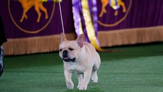 FILE – Winston, a French bulldog, competes for Best in Show at the 146th Westminster Kennel Club Dog Show, Wednesday, June 22, 2022, in Tarrytown, N.Y.