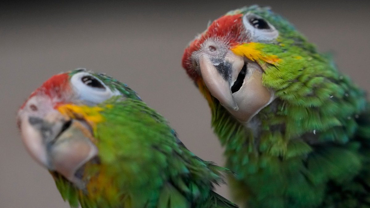 Miami Airport Customs Find Smuggled Parrot Eggs After Hatchlings Chirp – NBC 7 San Diego - Vimarsana News