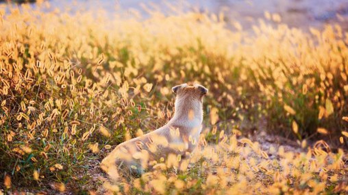 Why Foxtail Grass Poses a Threat to Your Dog – NBC 7 San Diego